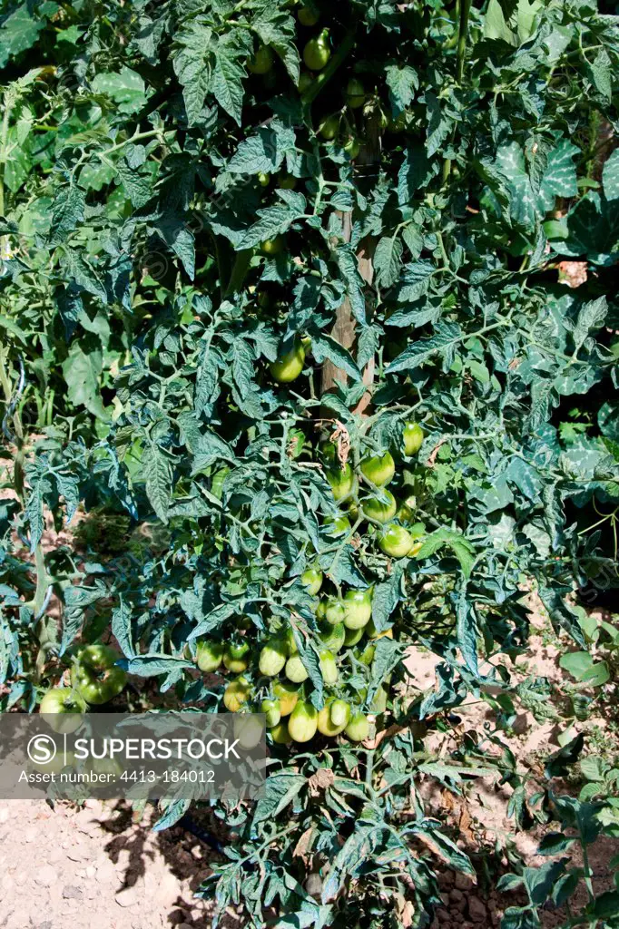 Phytosanitary treatmnet on tomato in a kitchen garden