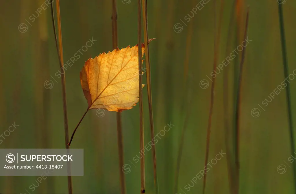 Leaf of Birch in stem grass Switzerland