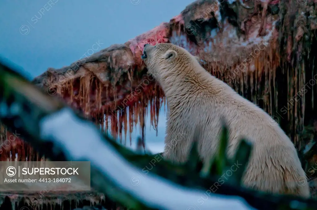 Polar bear eating on a whale carcass in Alaska