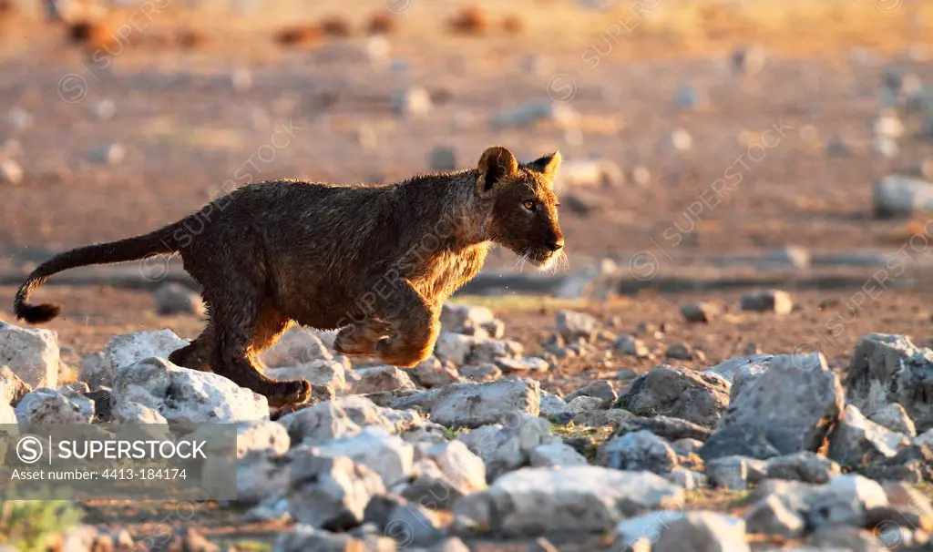 Lion cub running after its bath Etosha NP Namibia
