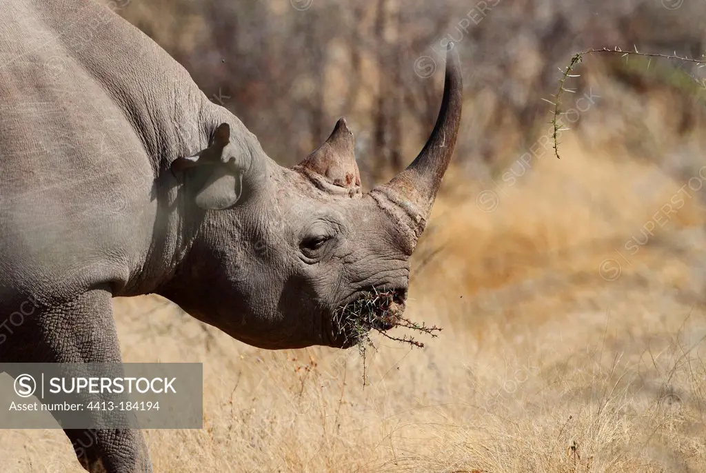 Black rhino eating a thorn bush Namibia