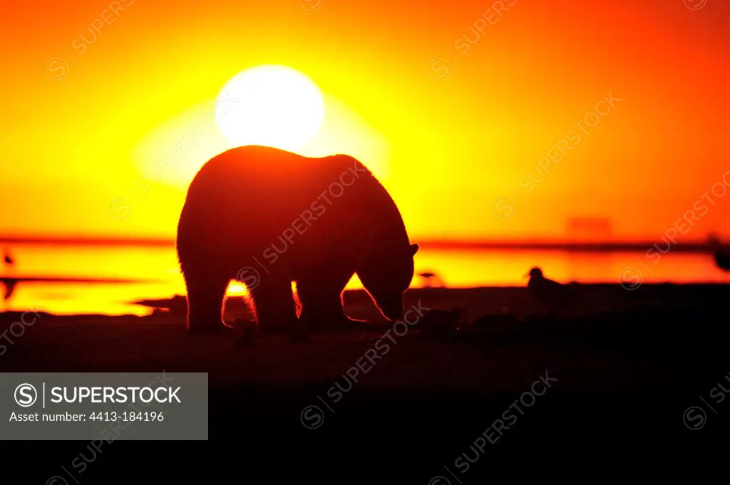 Polar bear in the evening at sunset in Alaska