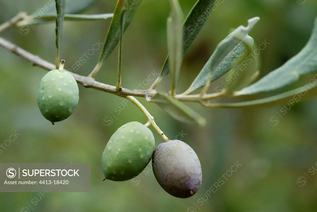 Fruits of African Olive in autumn