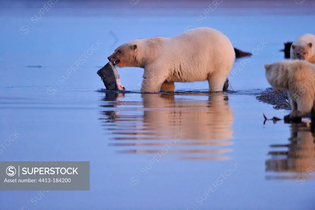 Polar bears in the Arctic National Wildlife refuge in Alaska