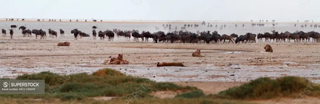 Group of Lions resting and herd of gnus Namibia