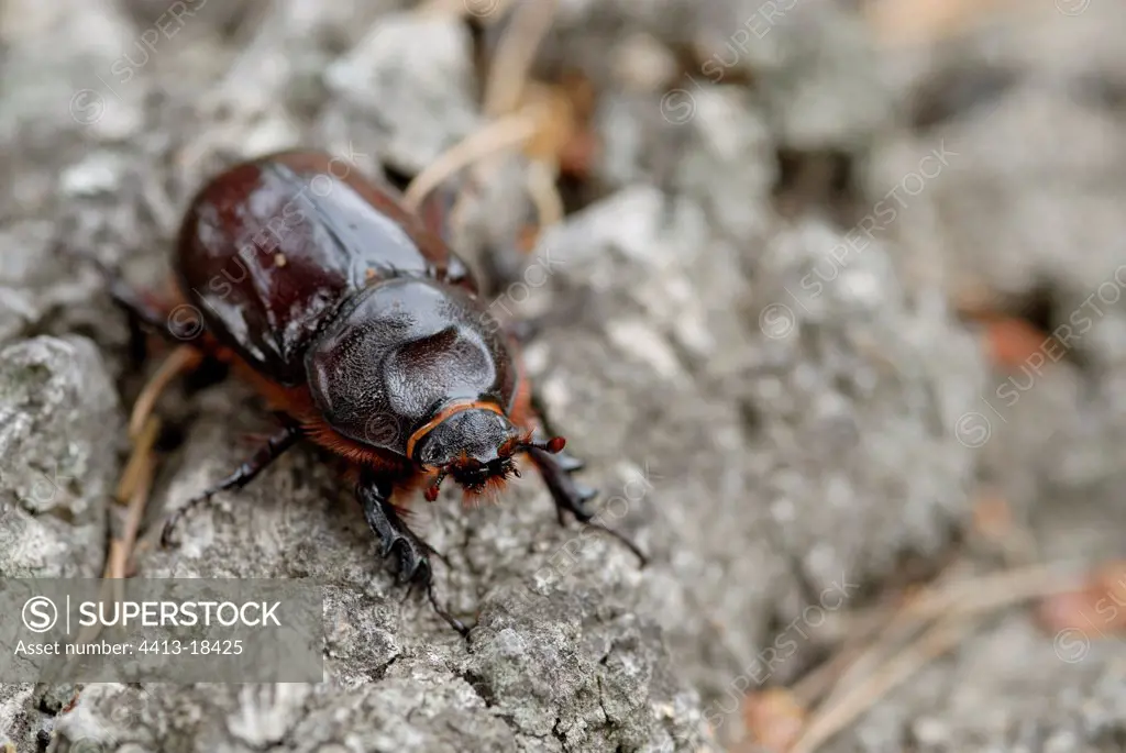 Adult Stag beetle on the stock of a Cork Oak