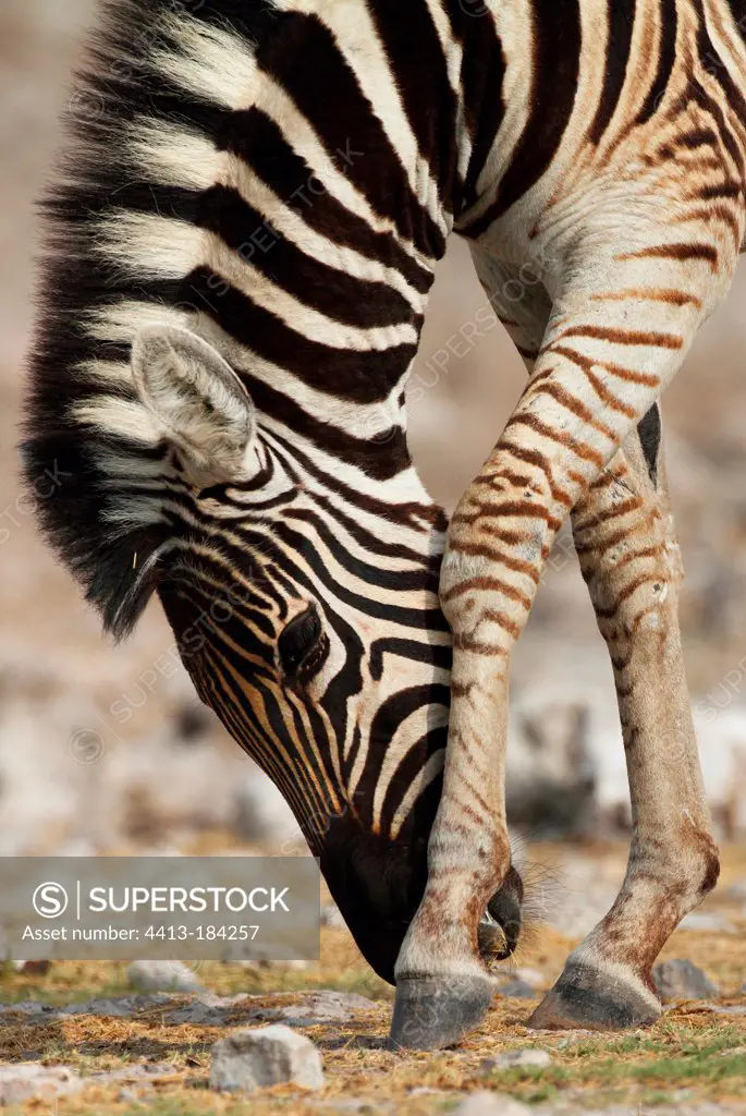 Burchell's zebra rubbing his nose with a paw Namibia