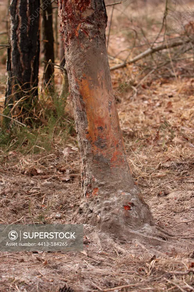 Smear boar on a tree trunk in Ile de France