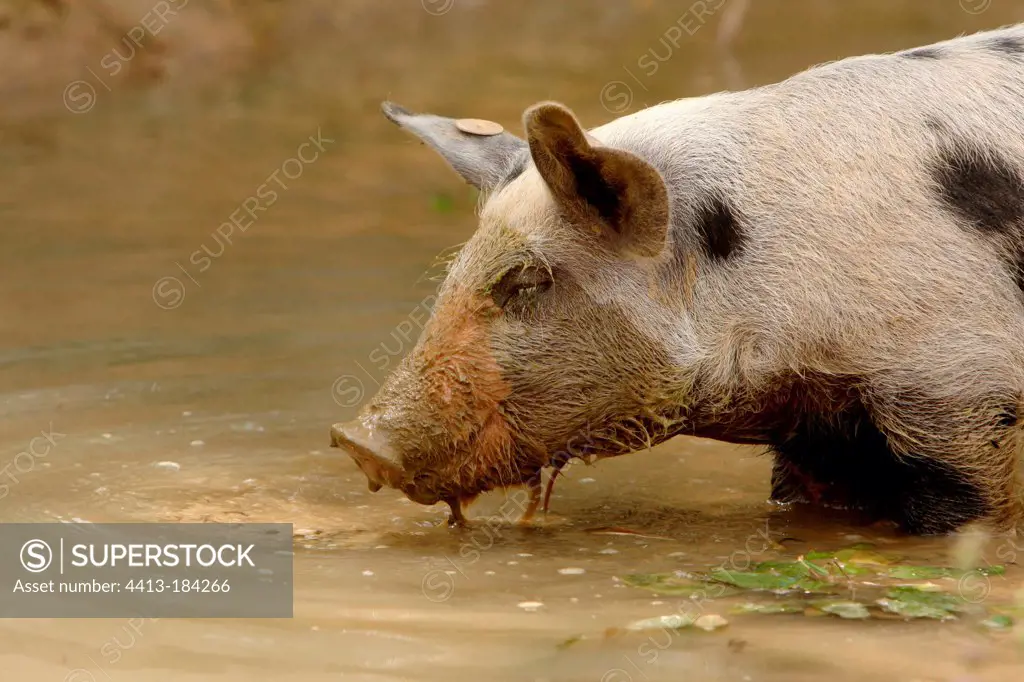 Gascon pig digging the mud in a puddle France