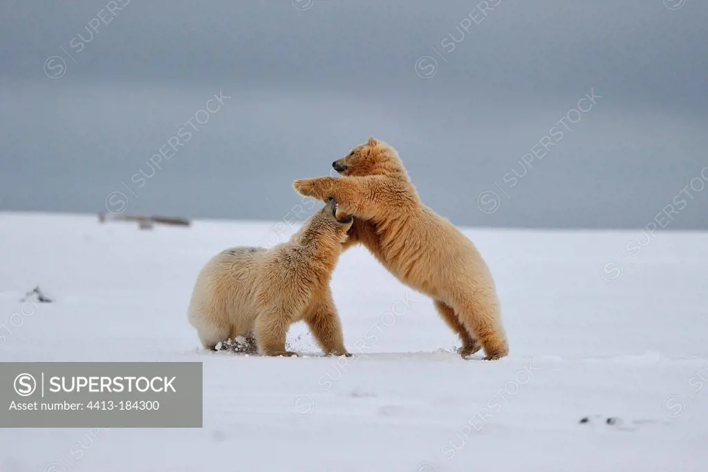 Polar bears fighting in the Arctic National Wildlife Refuge