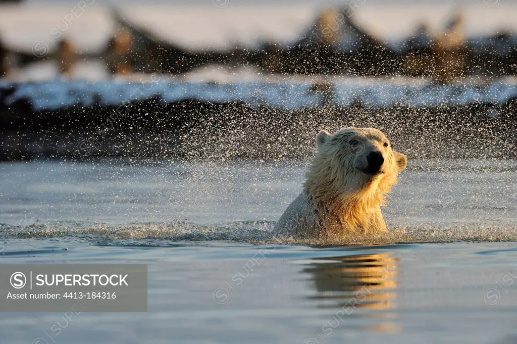Polar bear in water Arctic National Wildlife Refuge Alaska