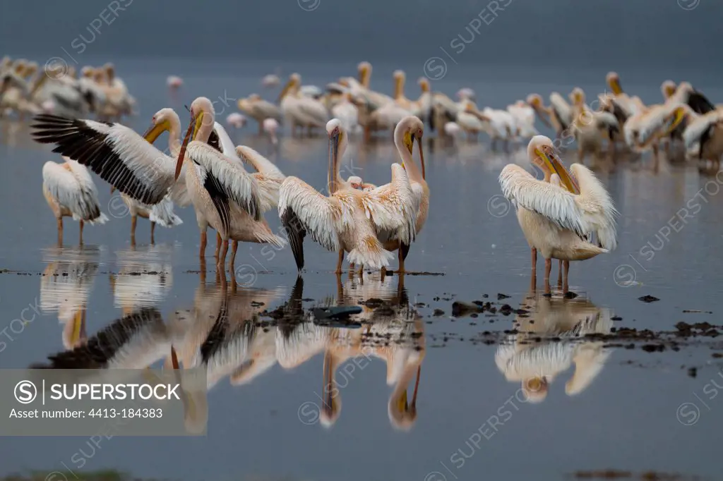 White pelicans resting on the lake Nakruru Kenya