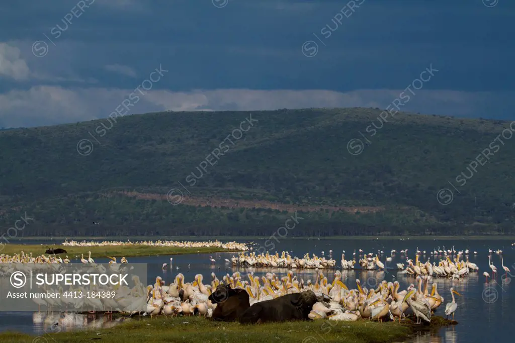 Buffalo and White pelicans resting on the lake Nakruru Kenya