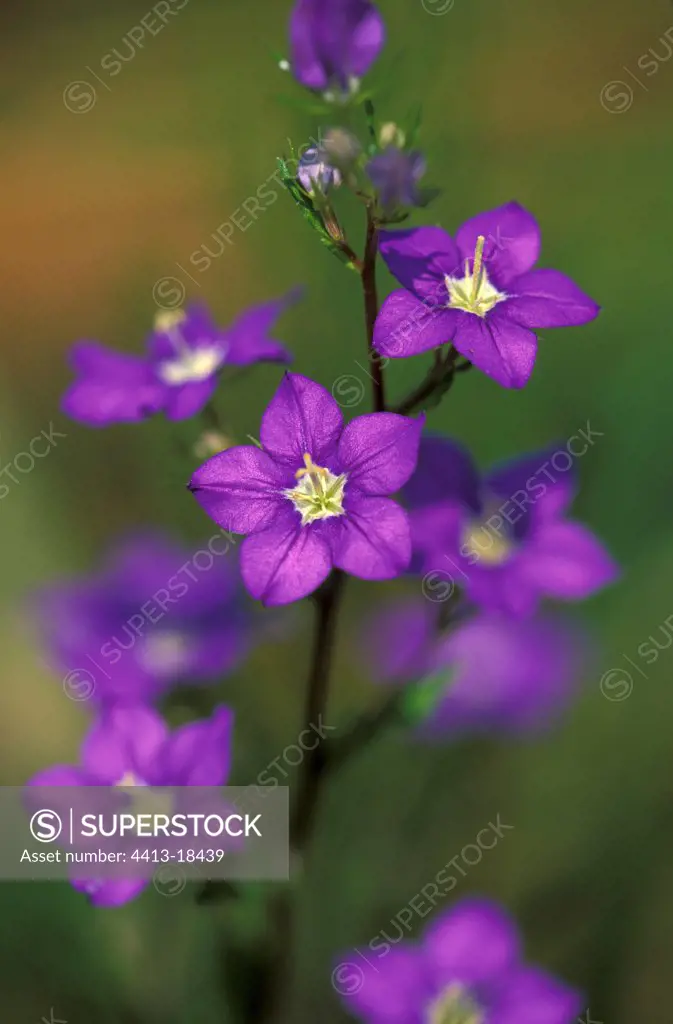 European Venus looking glass in bloom Switzerland