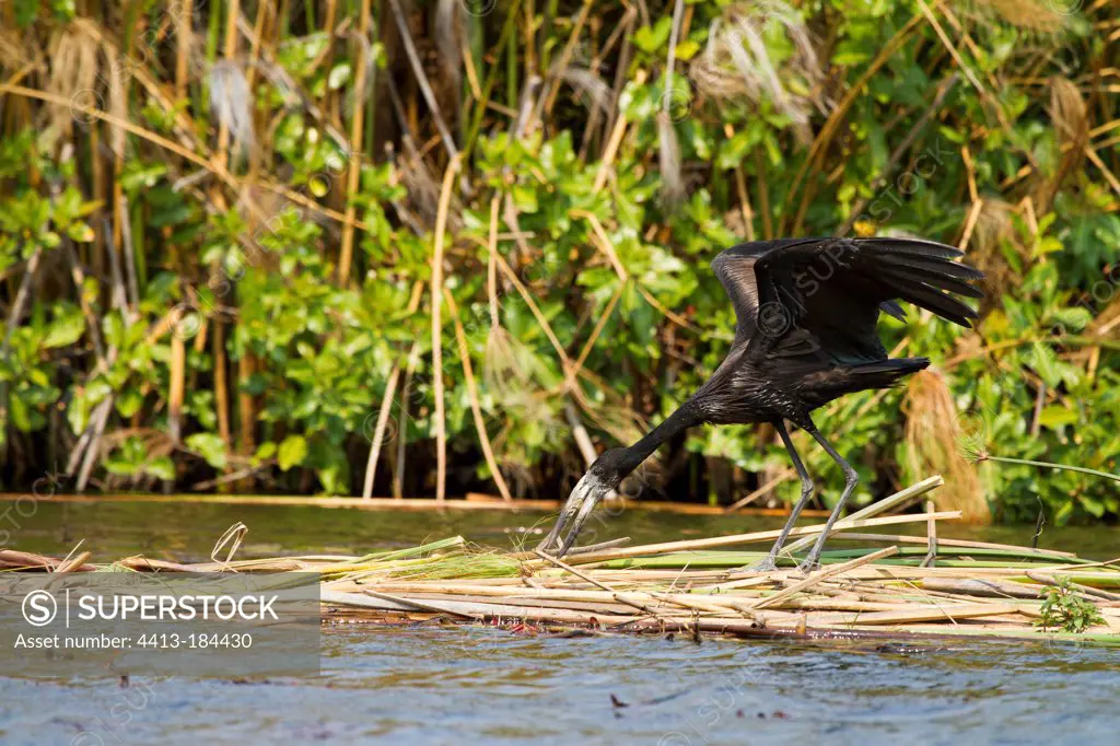 Open-billed stork building the nest Moremi Okavango Botswana