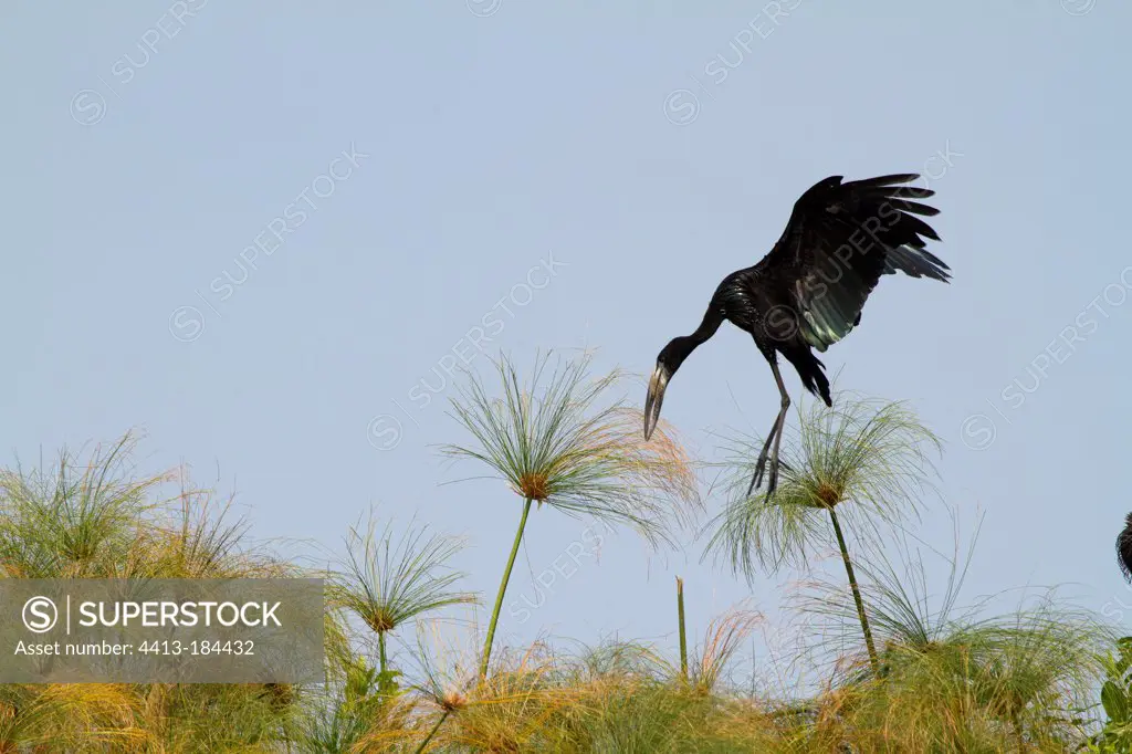 Open-billed stork on Papyrus Moremi Okavango Botswana