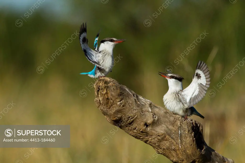 Striped Kingfishers in courtship display Masai Mara Kenya