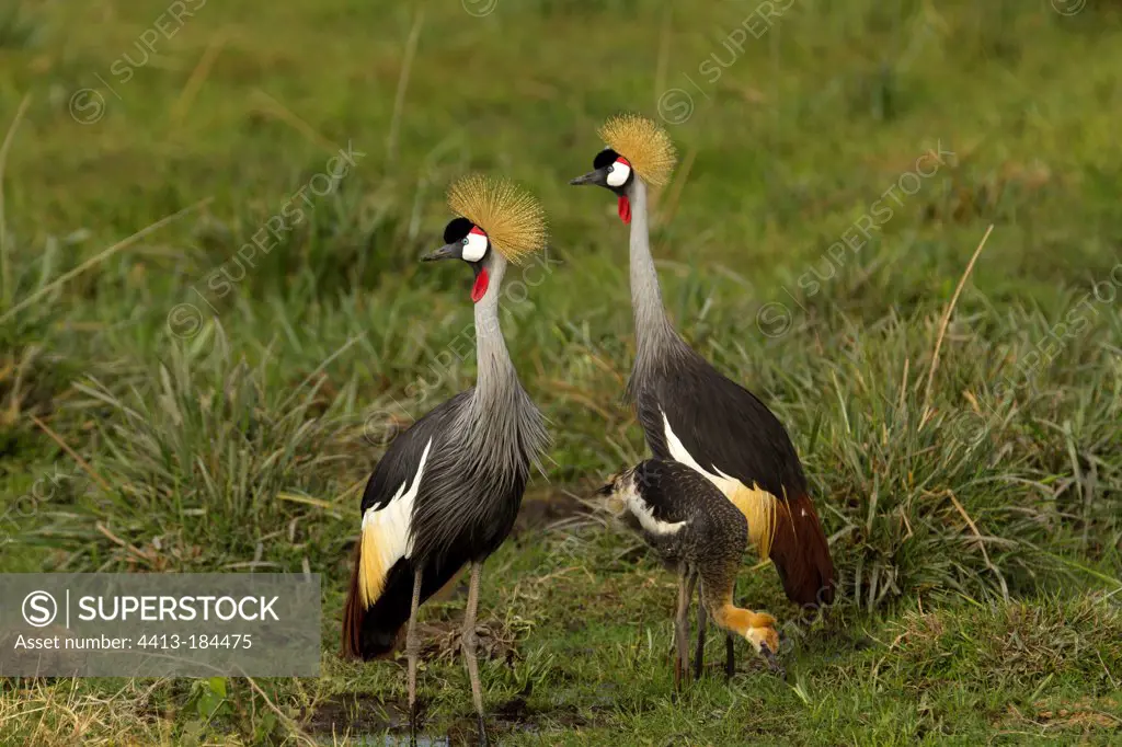 East African Crowned Cranes standing in savanna Amboseli