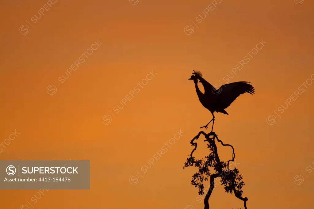 East African Crowned Crane on a tree at dawn Masai Mara