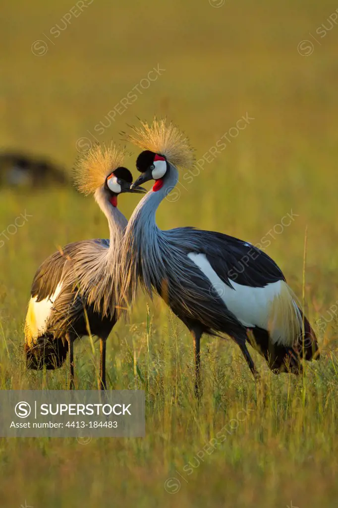 East African Crowned Cranes in courtship display Masai Mara