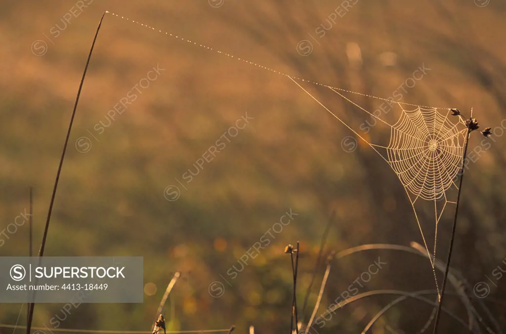 Cobweb covered with dew at sunrise Vendée France