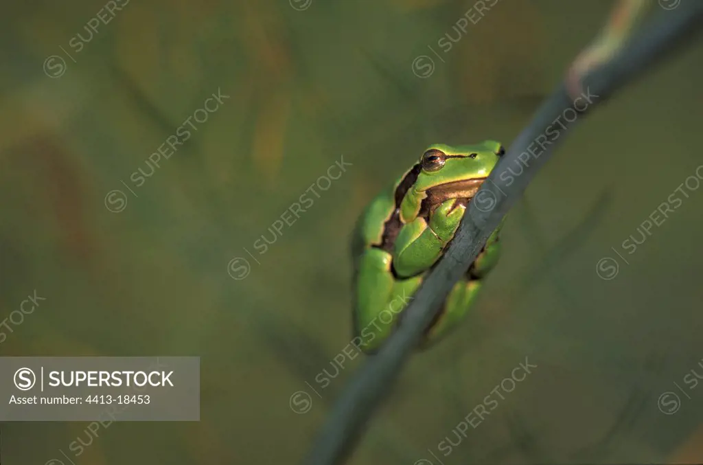Tree frog on a Fennel stem Vendée France