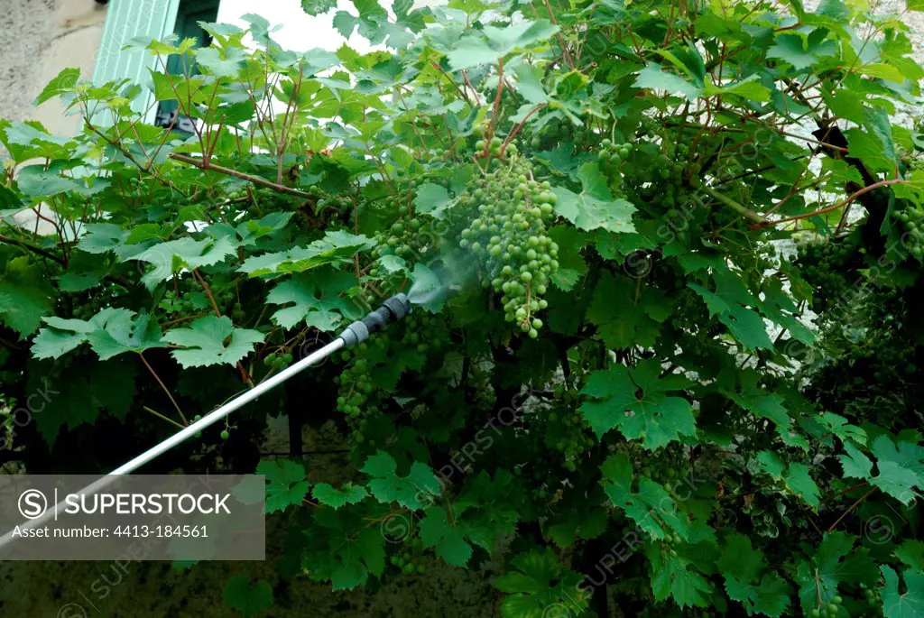 Spraying treatment on vine in a garden