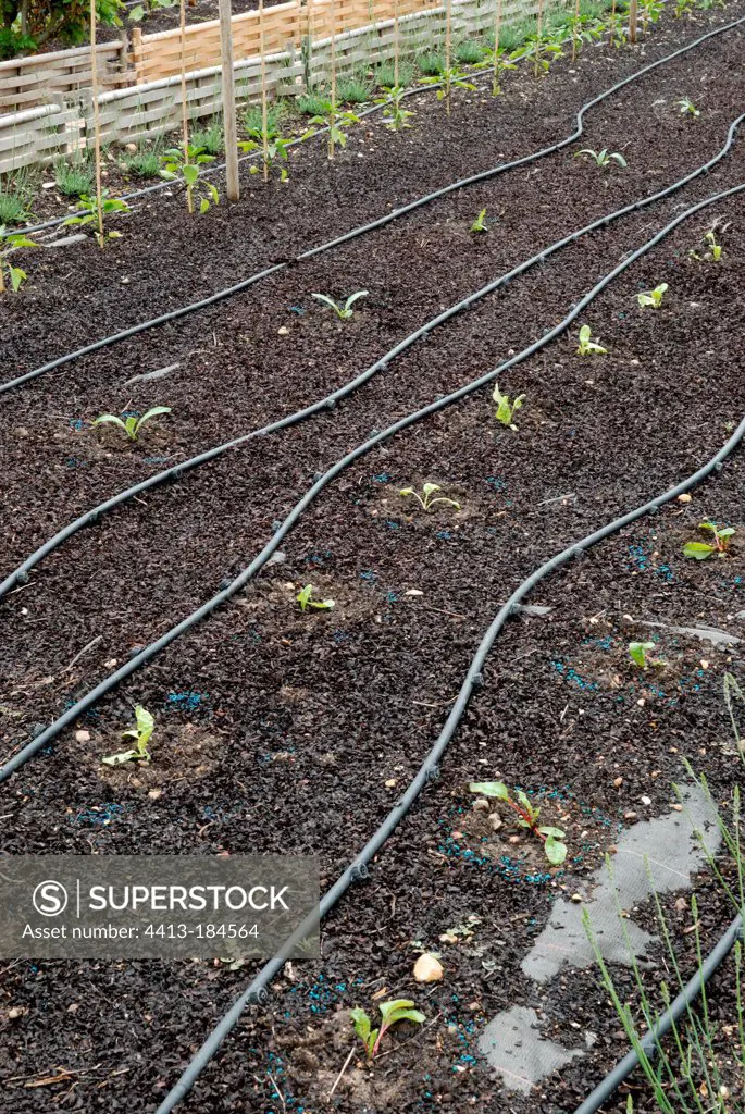 Seep hose on young plants in vegetable garden