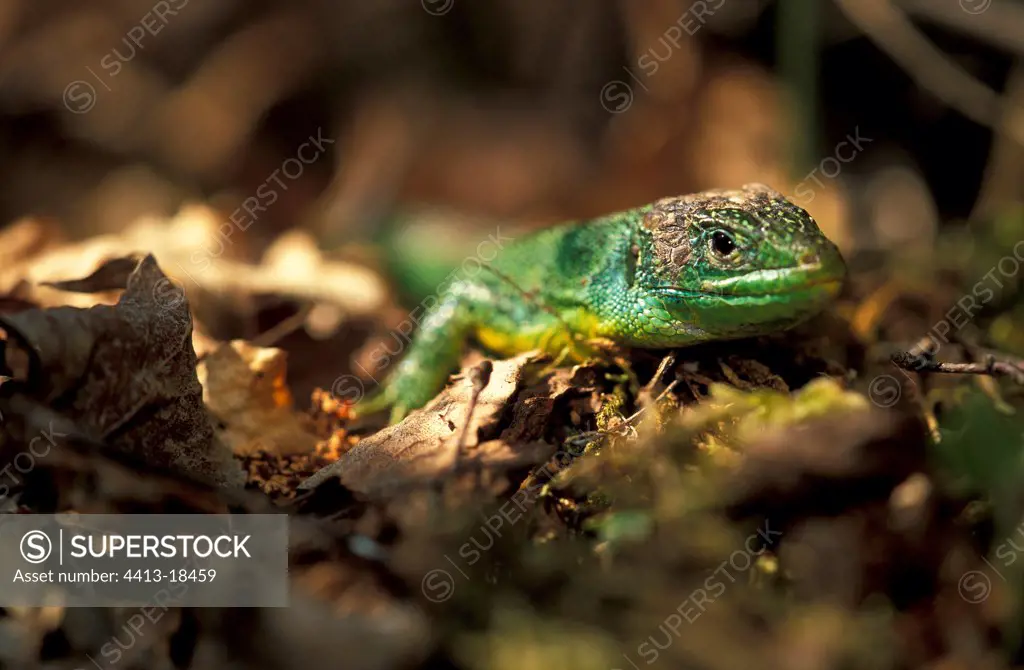 Sunbathing European Green Lizard Switzerland