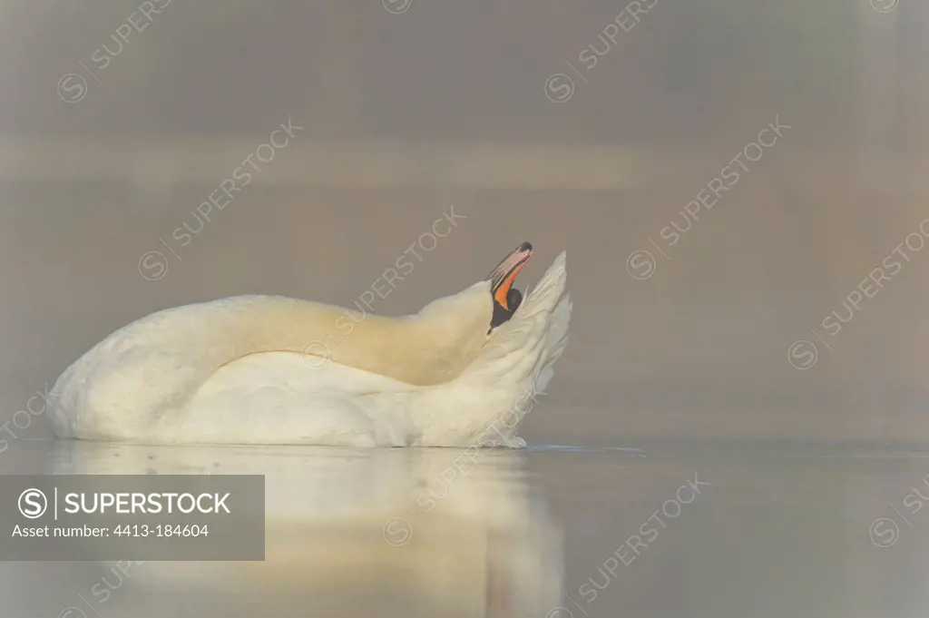 Mute Swan on the River Moselle in the fog France