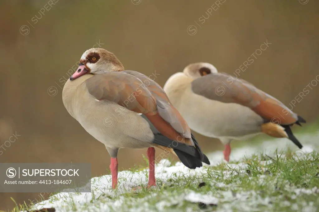 Egyptian geese resting along the Moselle France
