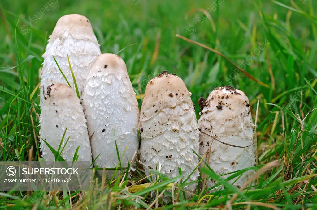 Common ink cap in the grass France