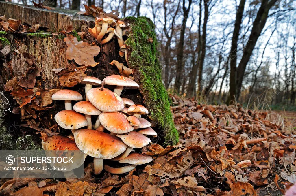 Mushrooms on a stump in the forest France
