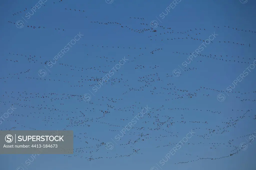 Snow Geese in flight Prime Hook National Wildlife Refuge