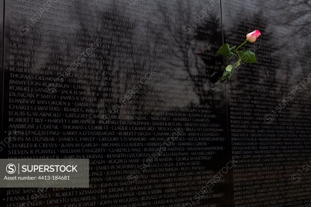 Rose on the War Memorial of Vietnam Washington