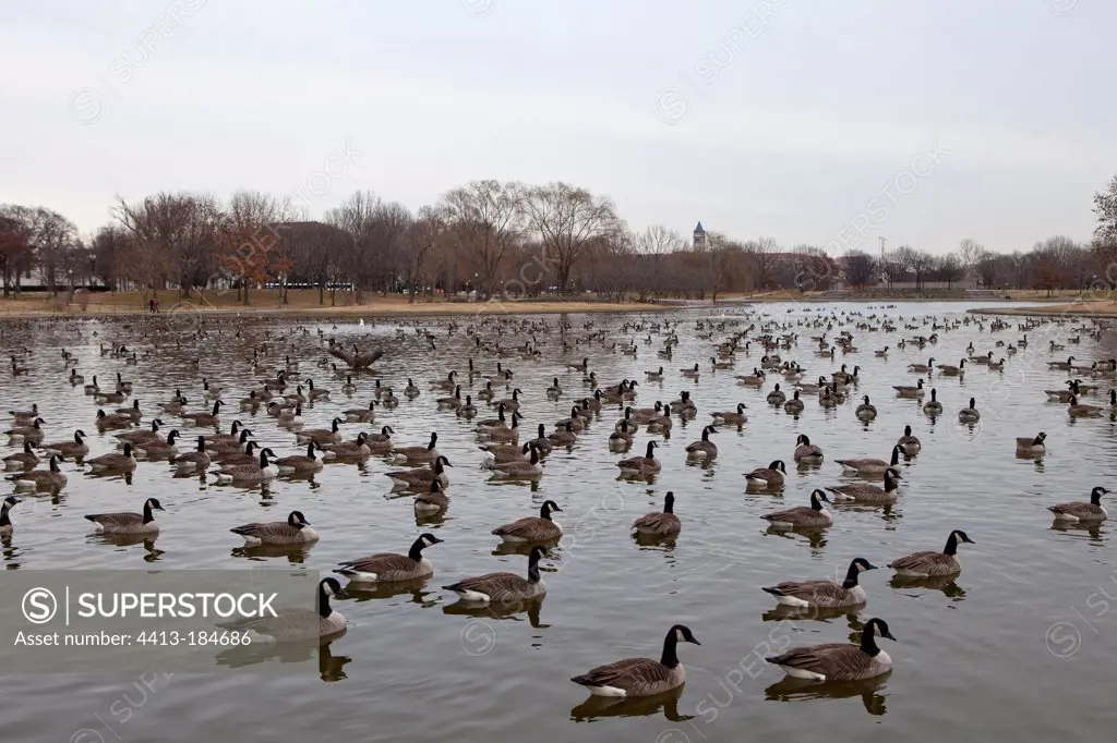 Canada Geese in the National Mall park in Washington USA