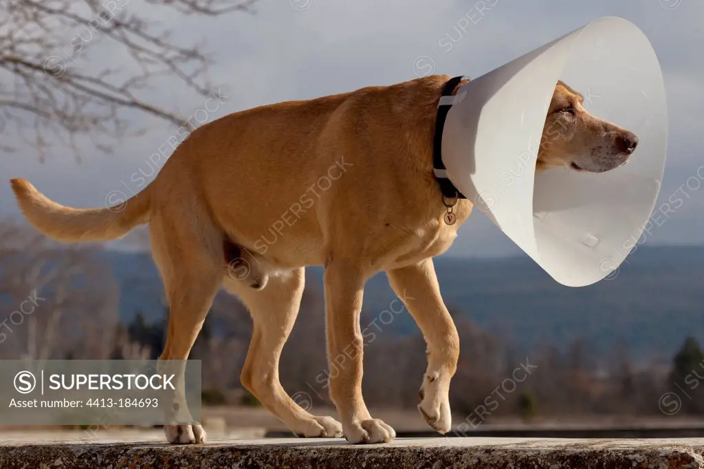 Dog with a plastic cone around its neck France