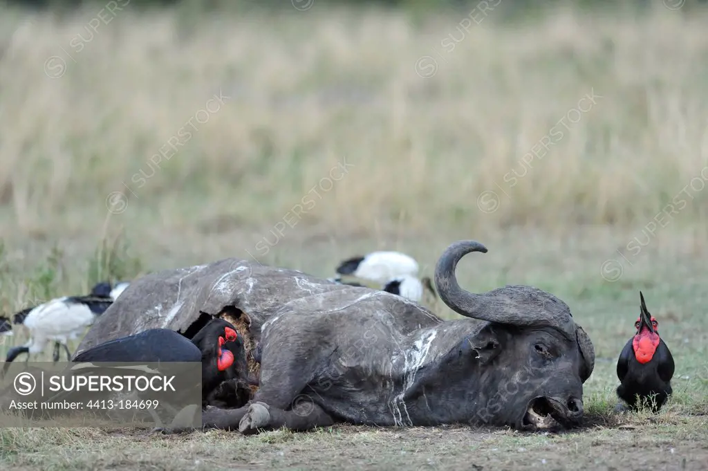Southern Ground Hornbills on desiccated carcass of a buffalo