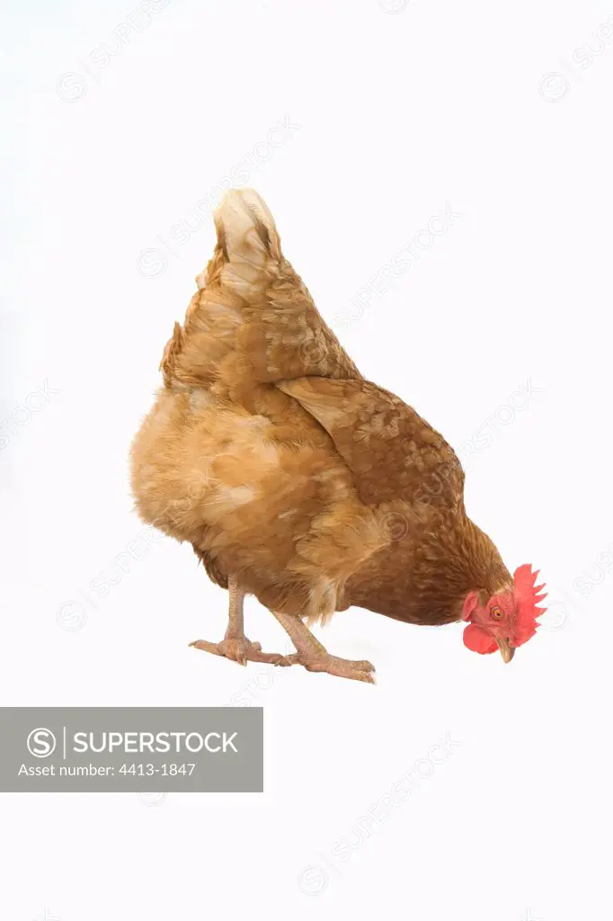 Isa brown hen pecking