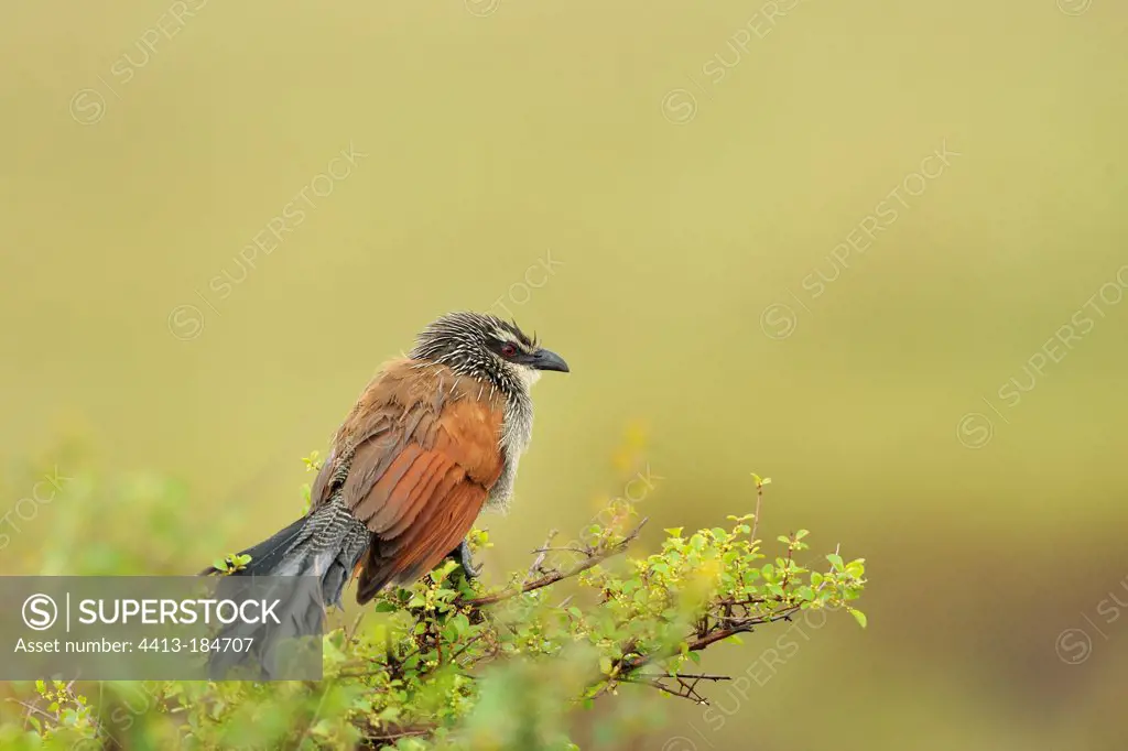 White-browed Coucal on a bush in the Masai Mara NR Kenya