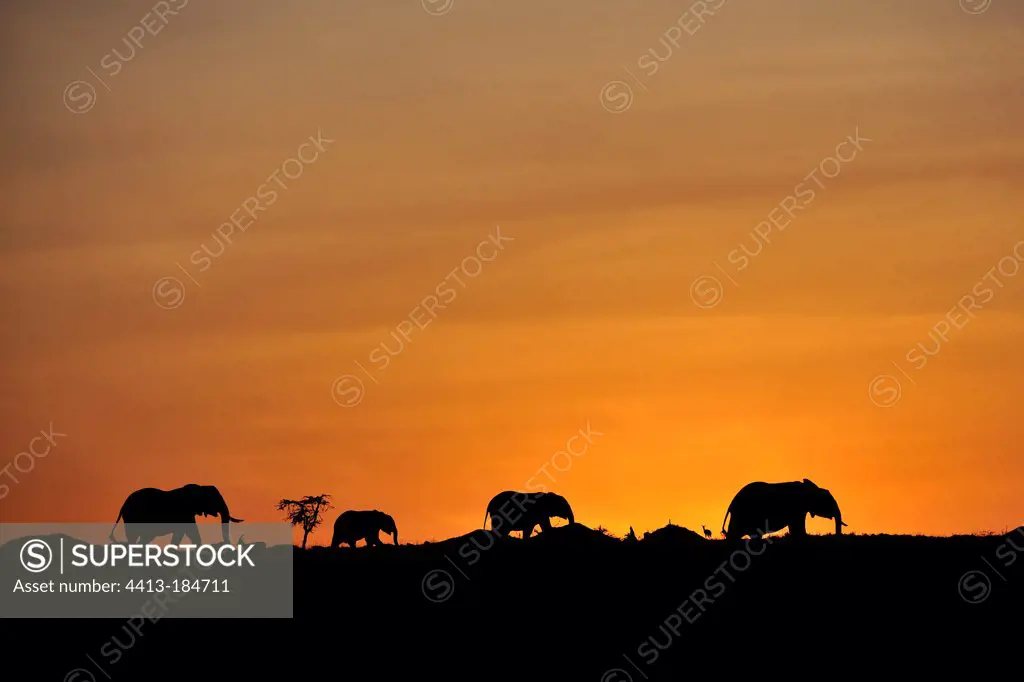Elephants walking in the Masai Mara NR Kenya