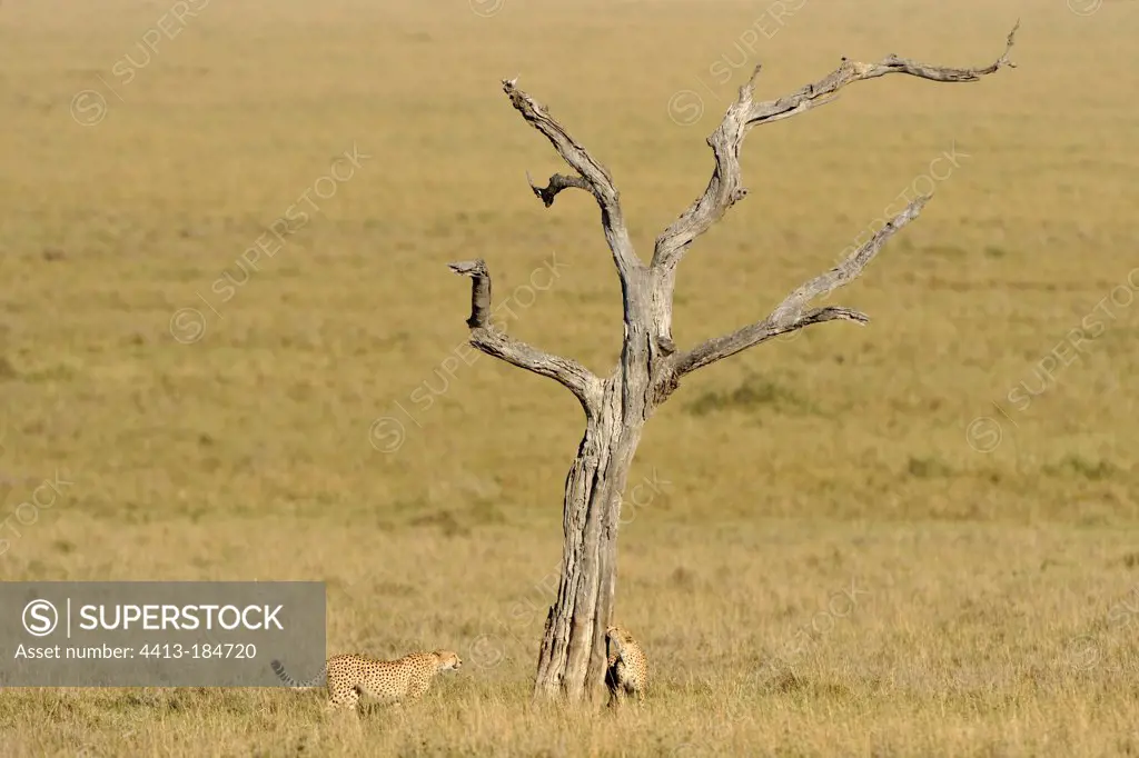 Two Cheetahs at the foot of a dead tree in the Masai Mara NR Kenya