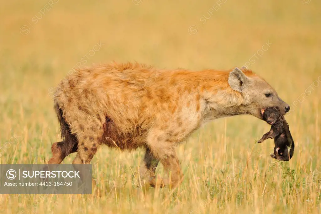 Spotted hyena carrying a newborn Masai Mara NR Kenya