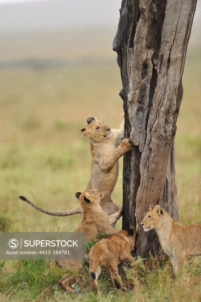 Lions Cubs playing against a tree trunk Masai MaraNR Kenya
