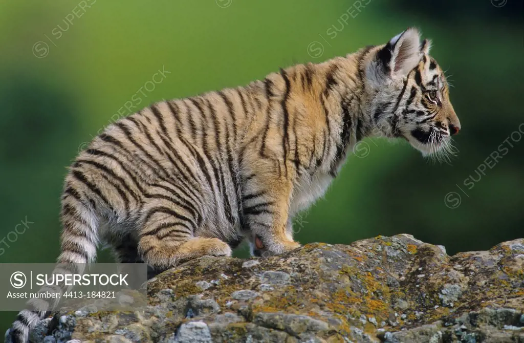 Young tiger on a rock