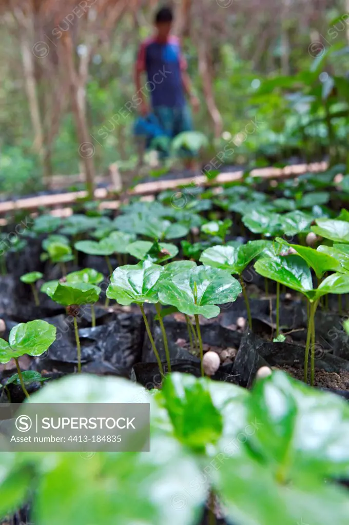 Reforestation with coffee plants in Brazil Amazon