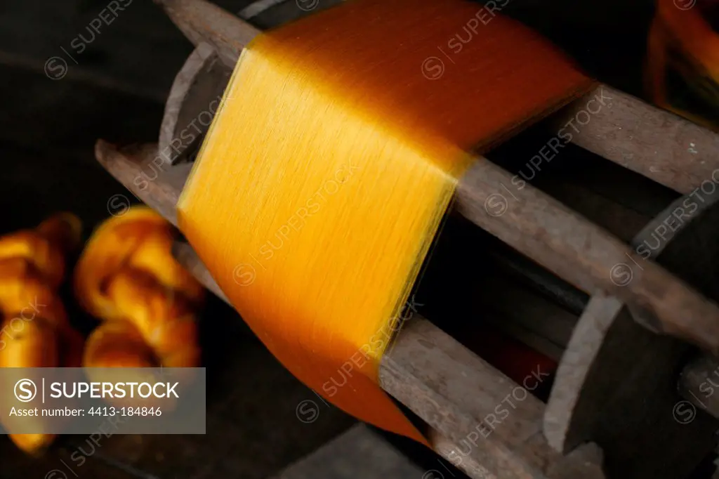 Manufacturing skein of yellow silk thread Cambodia