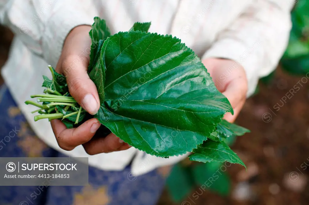 Mulberry leaves to feed silkworms Cambodia