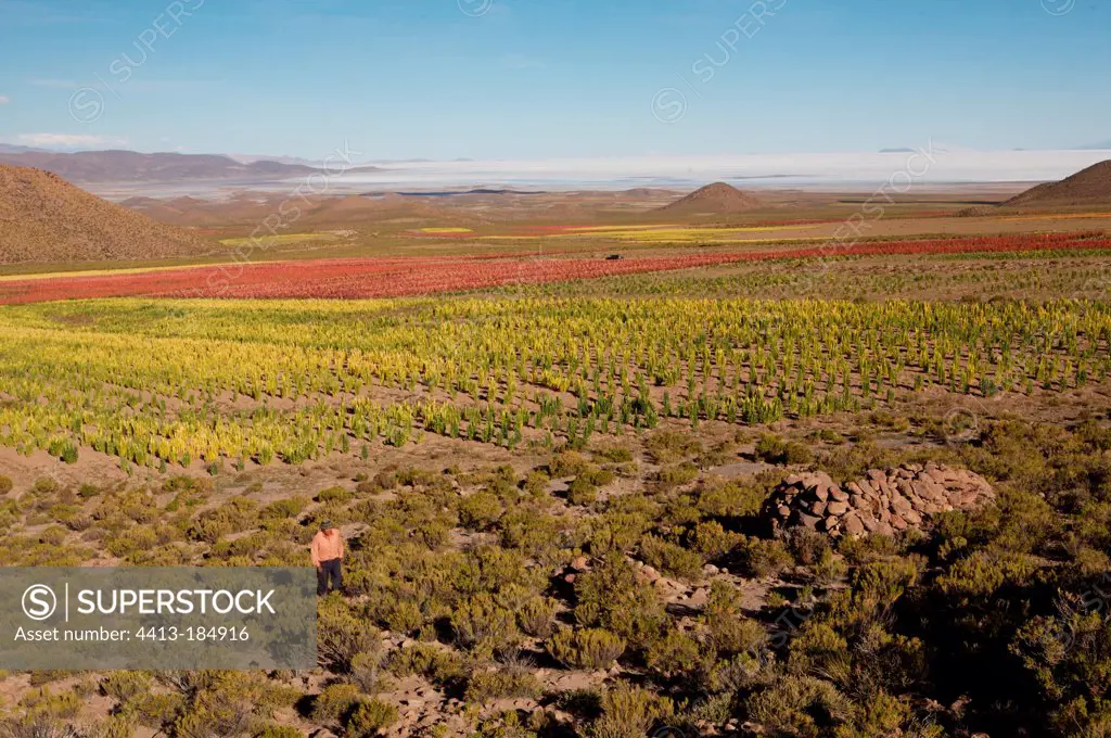 Field of organic and fair trade quinoa in Bolivia