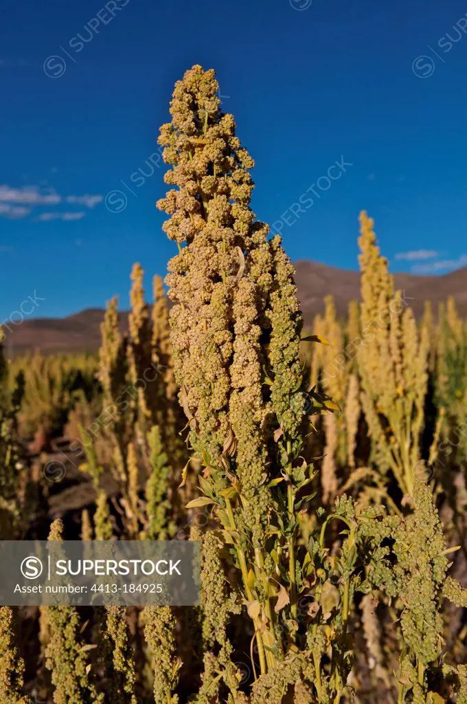 Field of organic and fair trade quinoa in Bolivia